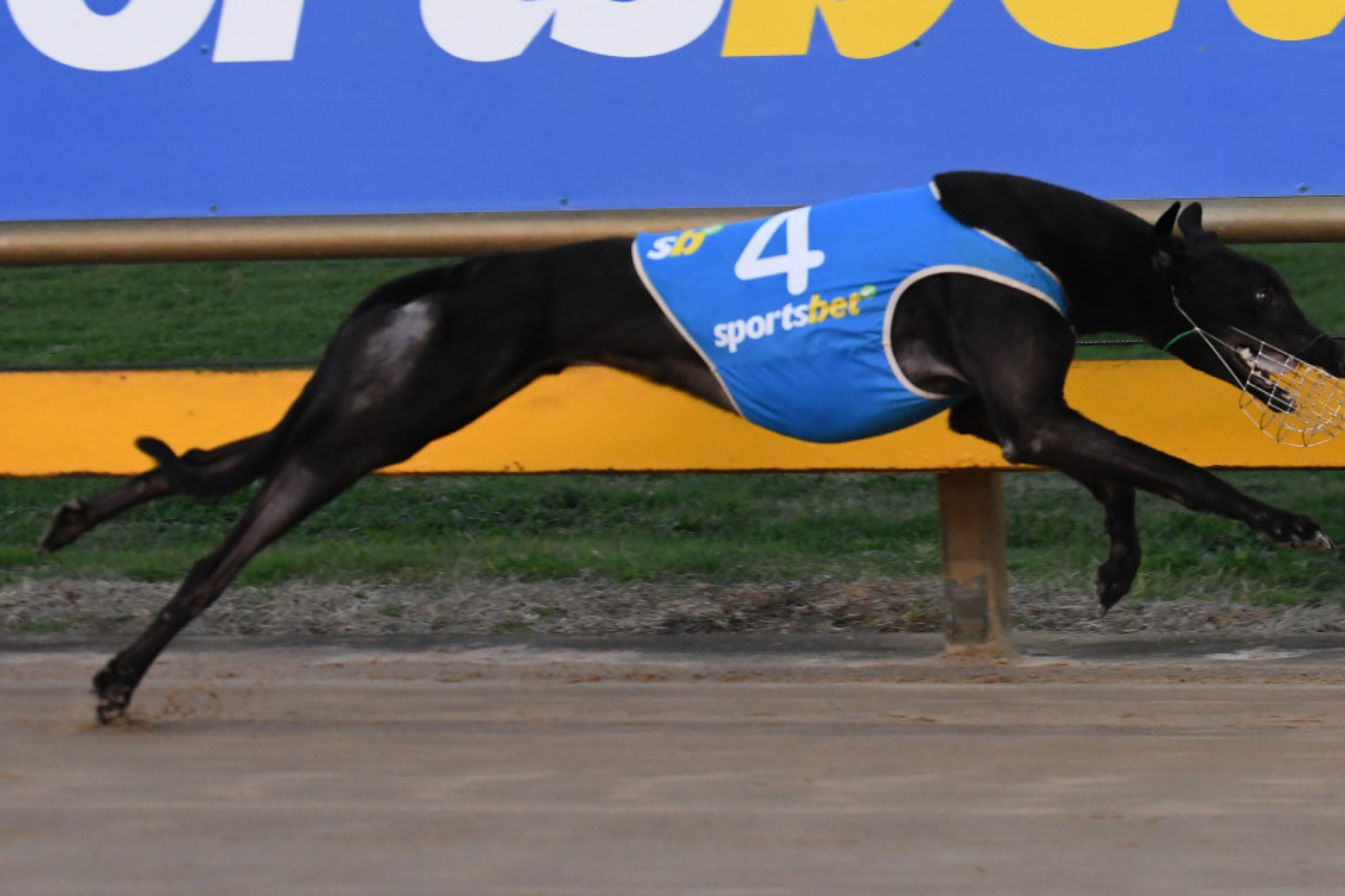 Gypsy Ordain Winning for Bill and Helen Hartigan. PHOTO: PETER CARTER