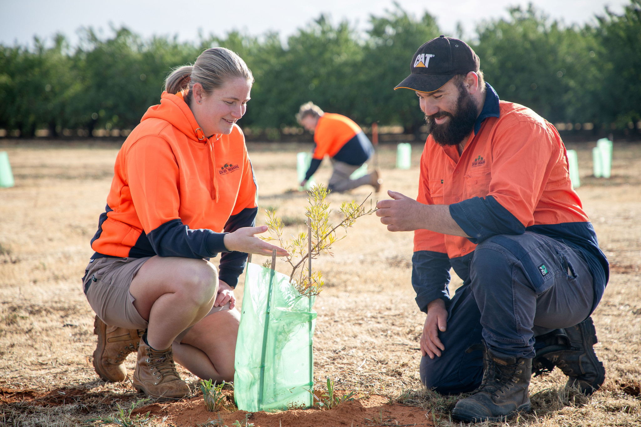 Farmers in the Wimmera Mallee can earn between $1000 and $10,000 by planting pollinator-friendly trees on their own land.