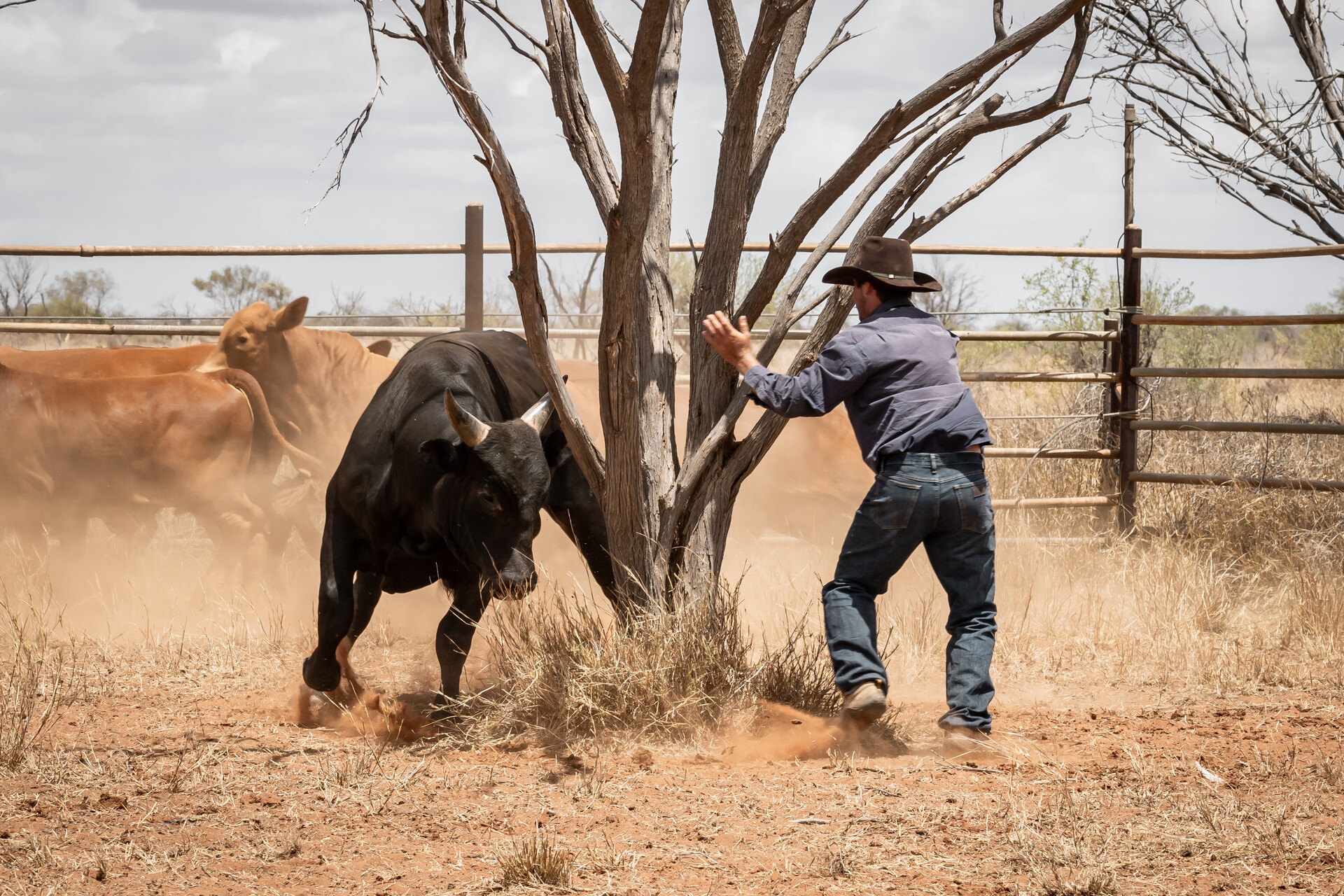 Wimmera on the wall? - feature photo