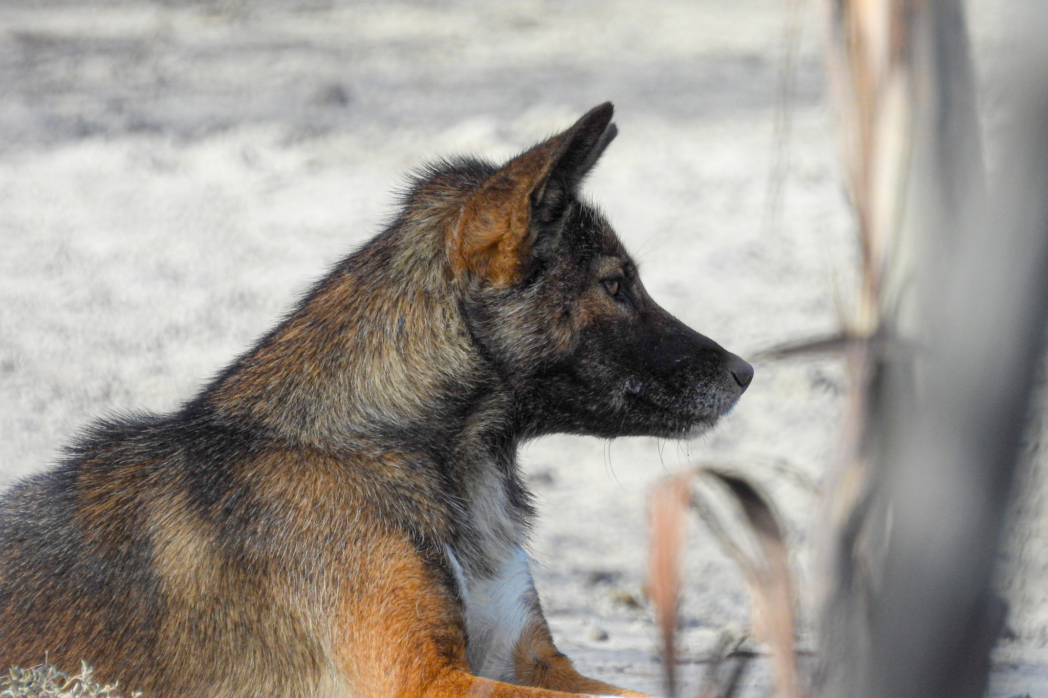 Dry conditions are forcing dingoes to move beyond their usual territories.