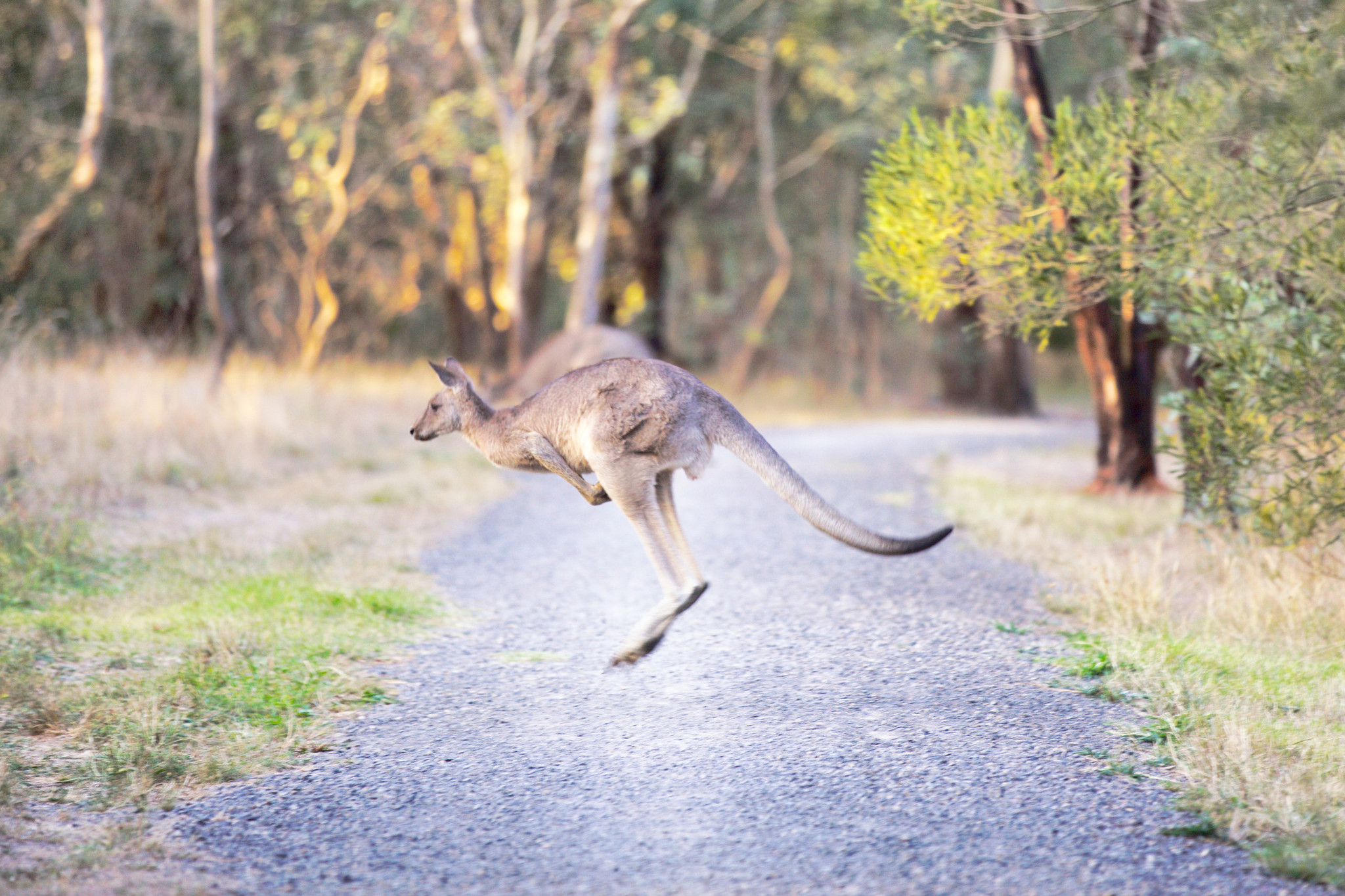 Emma Kealy, Lowan MP and Oposition spokesperson for Agriculture, said kangaroo population management is needed.