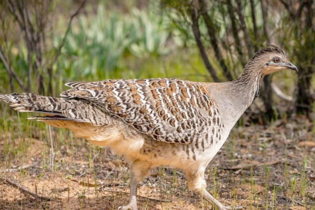 There has been an increase in Malleefowl being seen along Kiata South Road due to the dry and burnt land of the Little Desert National Park.
