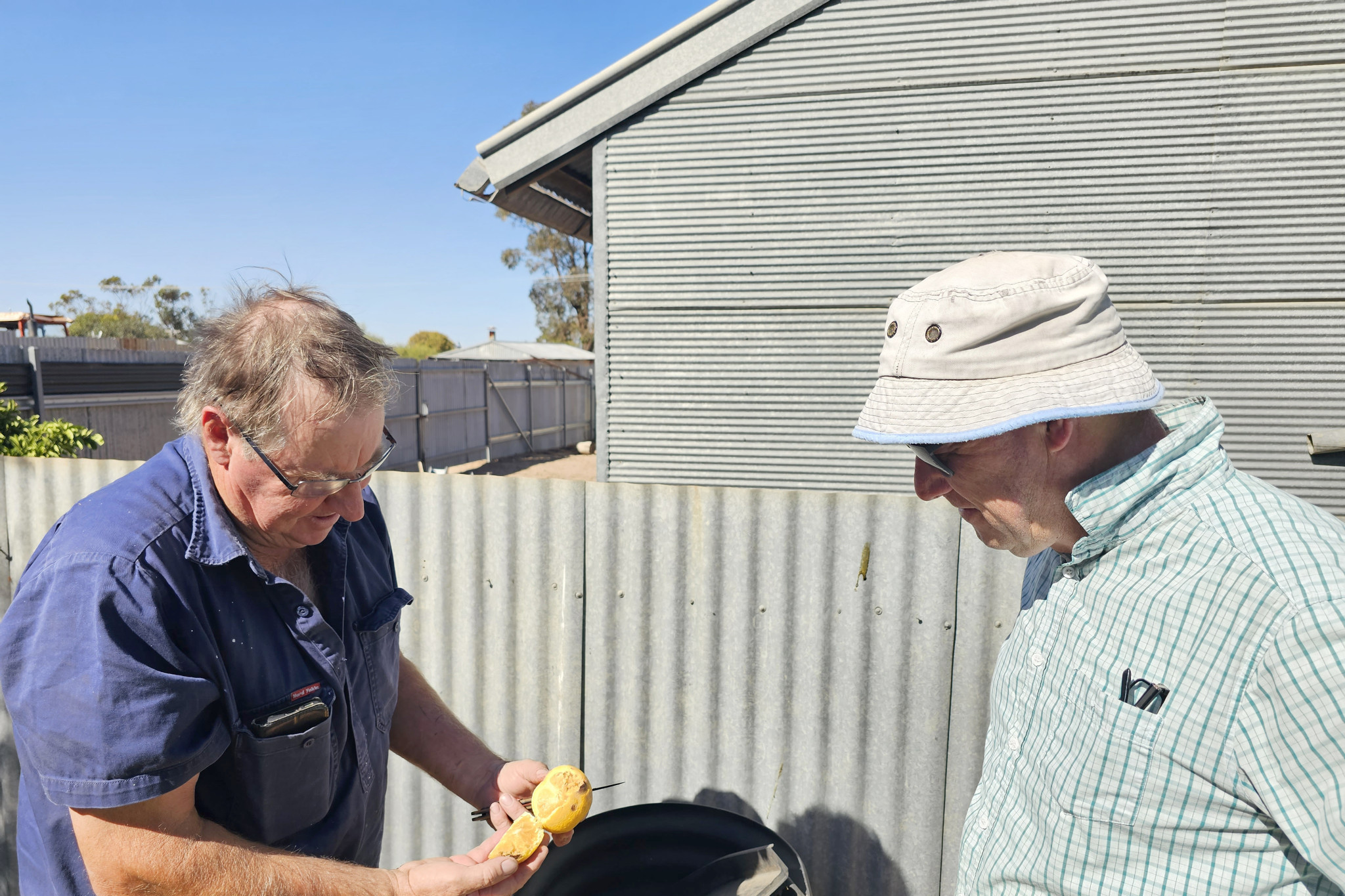 Rainbow and District Landcare Group president Bruce Heinrich and secretary Bernard Young inspect local fruit for signs of fruit fly