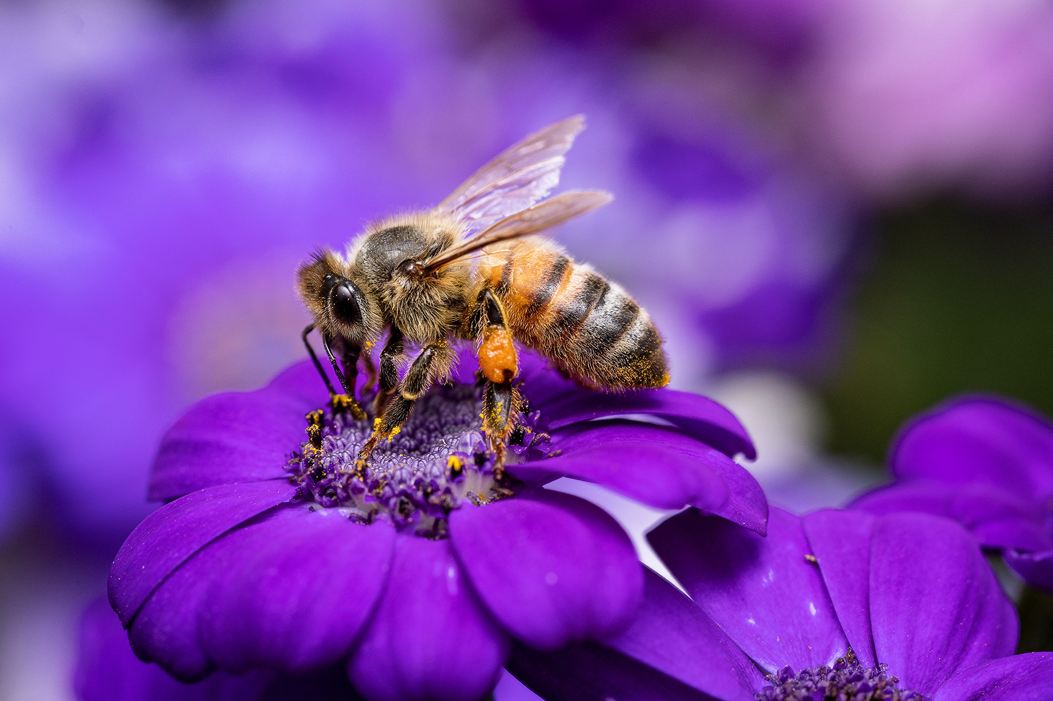 A honey bee on a flower. CREDIT CRAIG LOECHEL