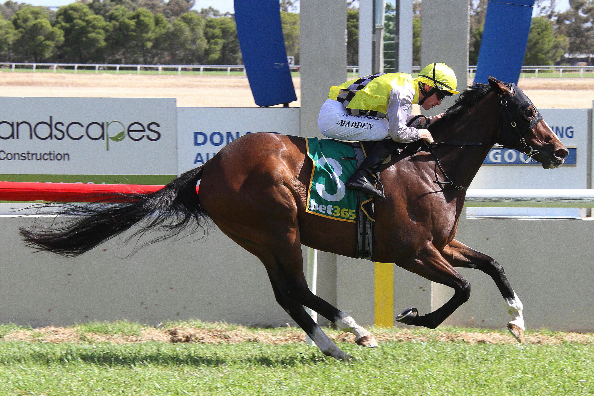 Donald Cup winner Chartres ridden by Tom Madden. PHOTO: MATT RIGBY