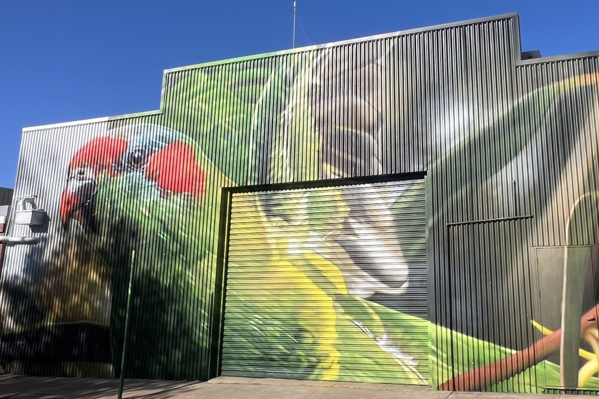 The completed mural of a Musk Lorikeet brings colour and life to the back wall of Horsham's Newsagency.