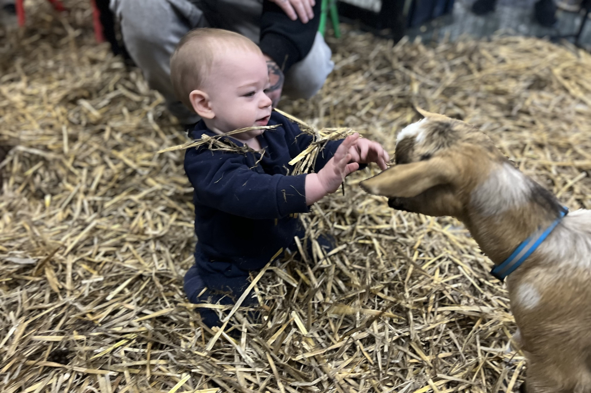 Thirteen-month-old Cain David playing in the tiny goat enclosure at the Horsham Library. Read to Tiny Goats was a sold-out event with local families flock to the library. Photo: EMILY FRIED RICHSEN
