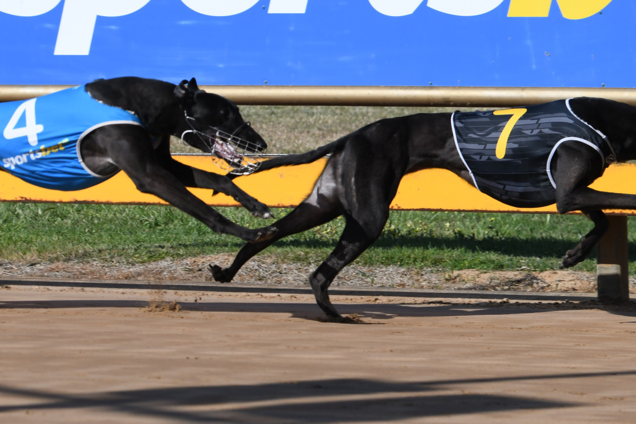 Lightning Jedda Winning for Greg Turnbull and Tracey Salter, her eighth win at the track. PHOTO: PETER CARTER