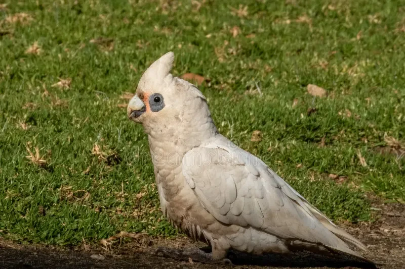 Too many birds of a feather wreak havoc - feature photo