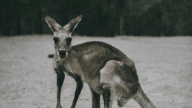 BARRY'S CORNER: Starving animals
