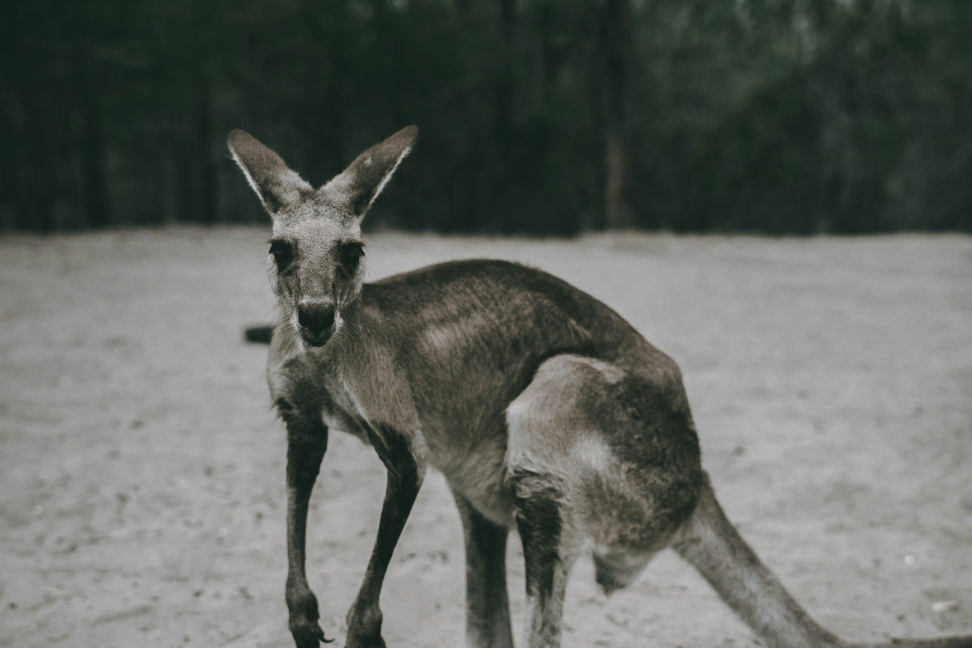 BARRY'S CORNER: Starving animals - feature photo