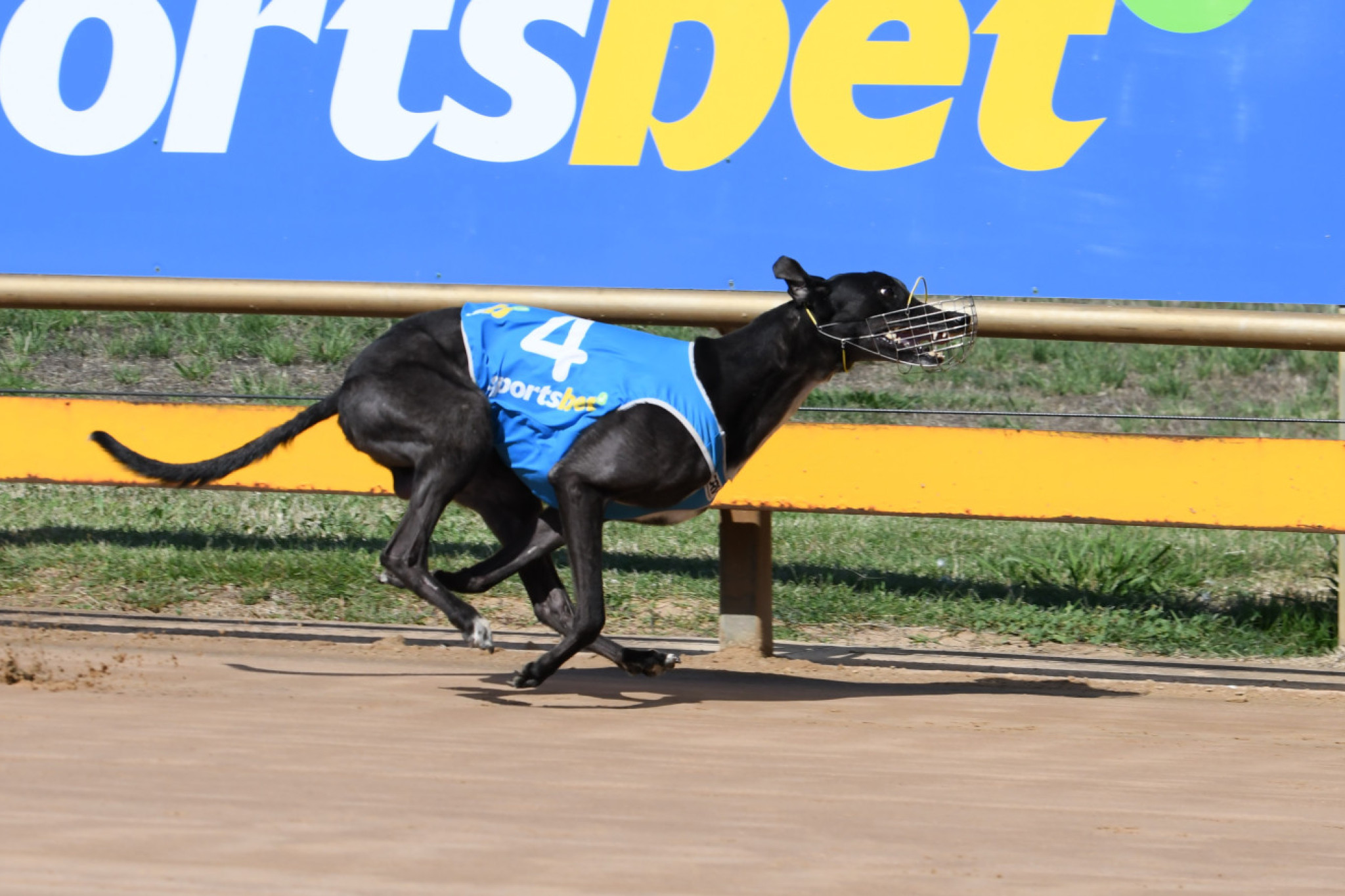 Major Mike winning for Team Hartigan. PHOTO: PETER CARTER