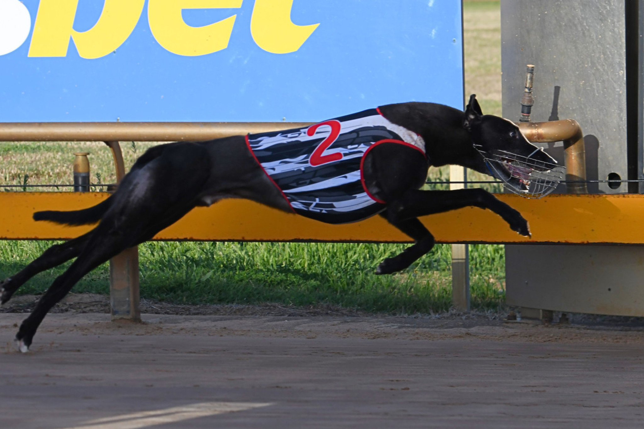 Napier Bale Winning for Andrea Gurry at Horsham. PHOTO: PETER CARTER