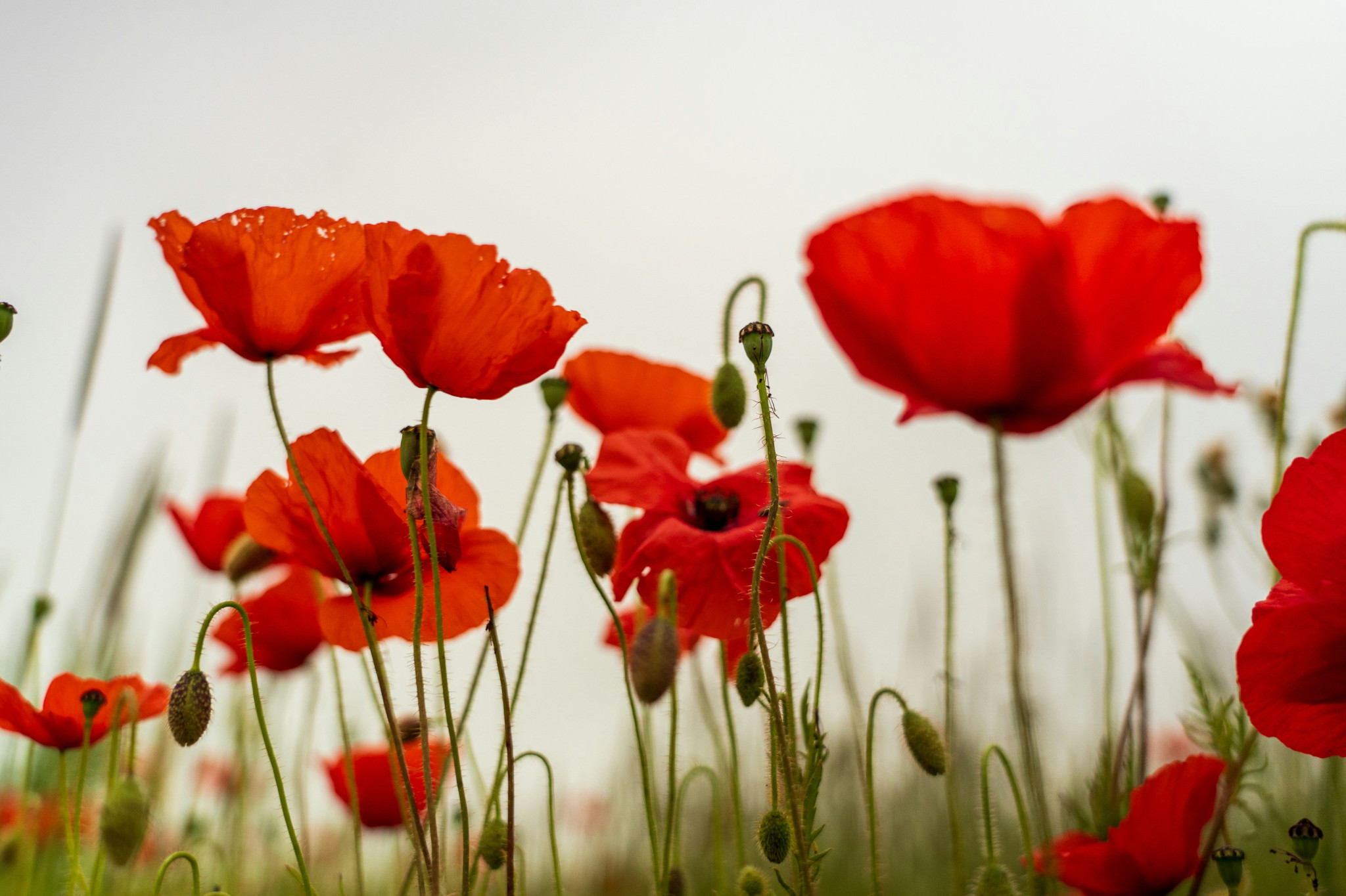 Dawn of remembrance: Lest we forget - feature photo