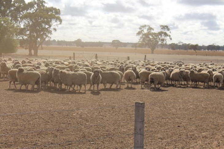 Farmer fined $10,000 for cruelty - feature photo