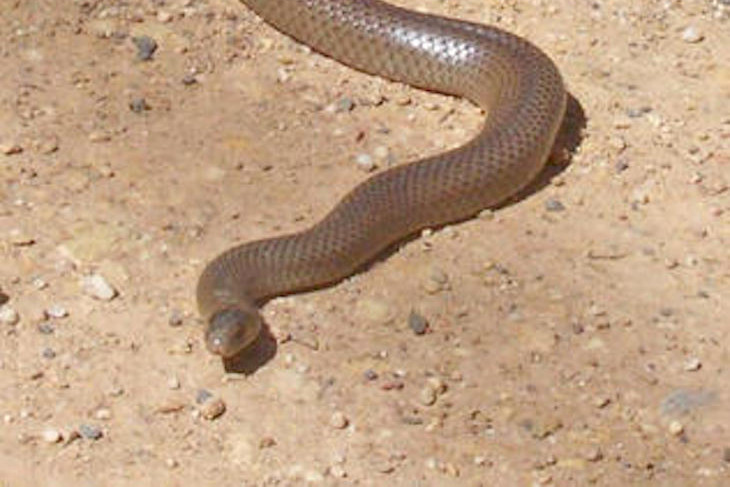 Eastern Brown Snakes are awake and on the move early this year.