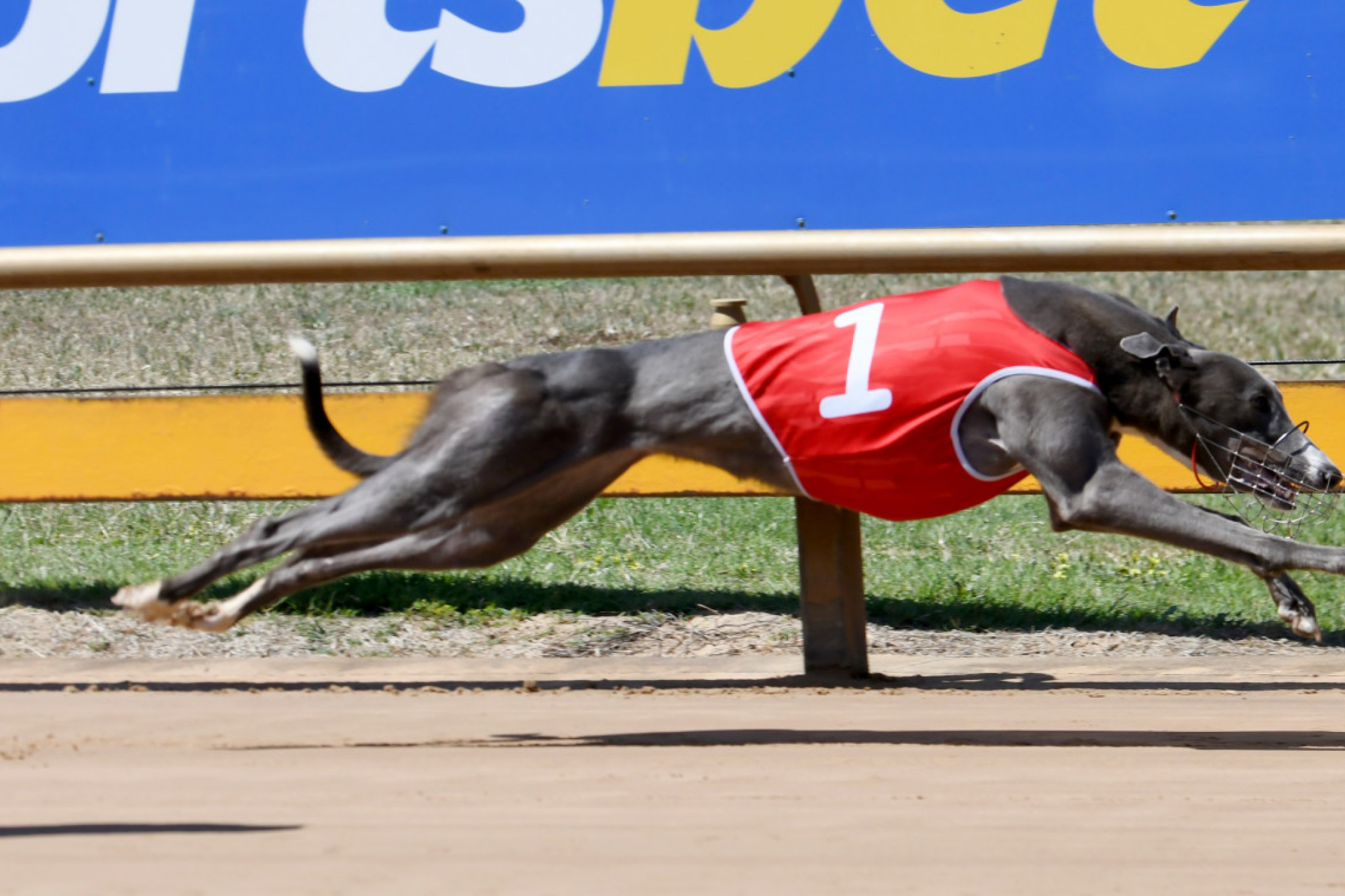 Venetian Blue Winning for Heather Baxter. PHOTO: PETER CARTER